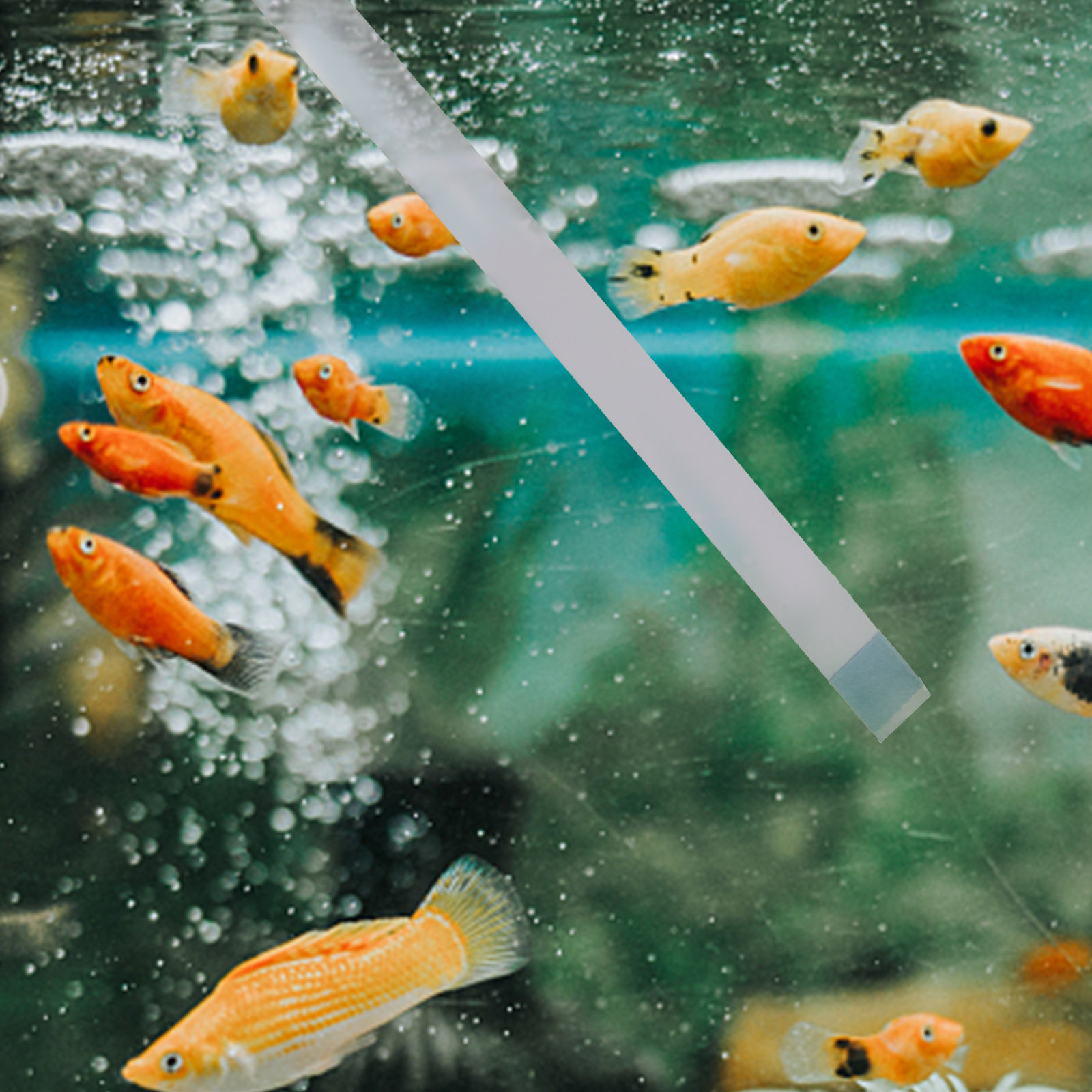 Aquarium Test Kit - Strisce per Test Piscina, Tester PH