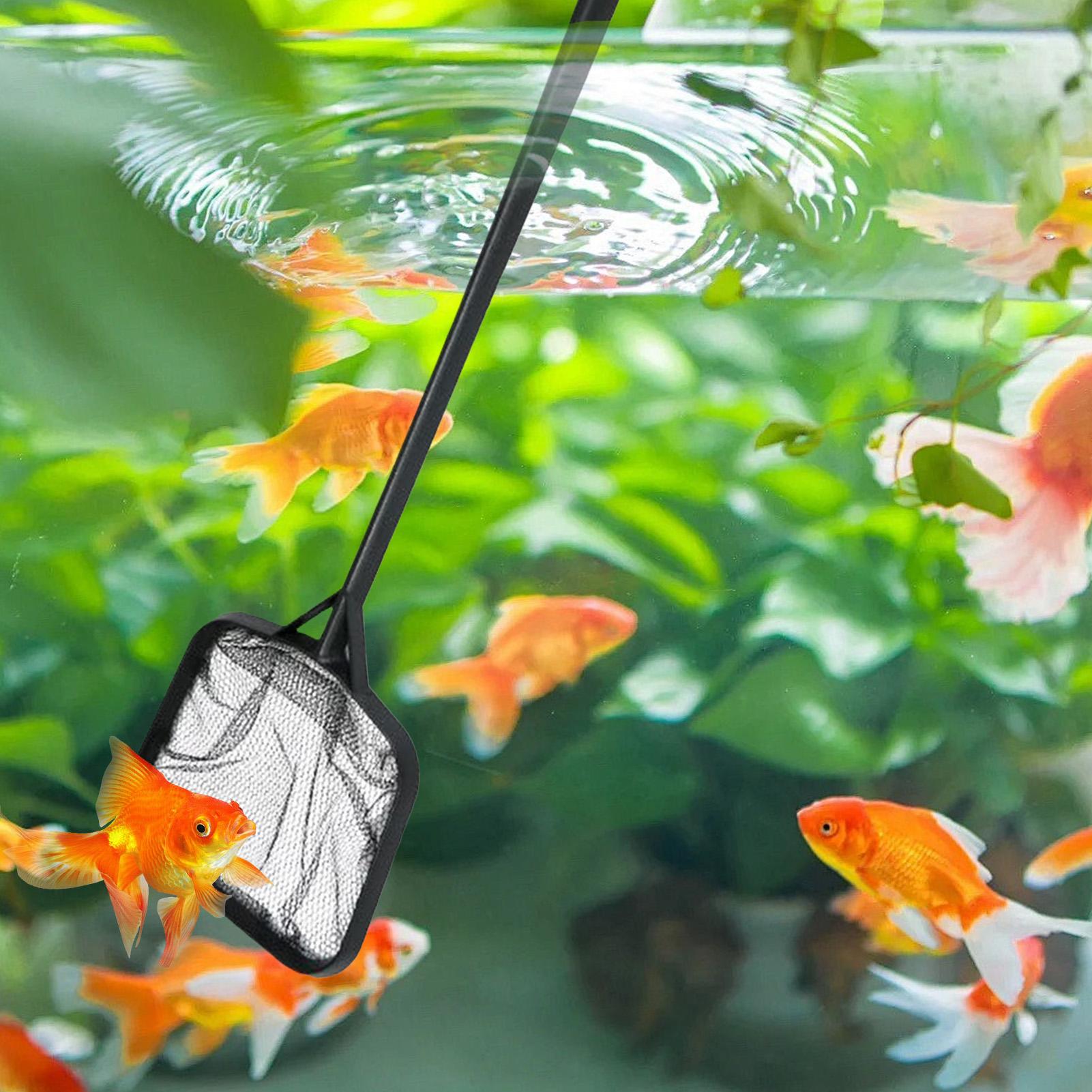 Reti per la Pulizia della Pisc - Aquarium Fishing recensione e prezzo