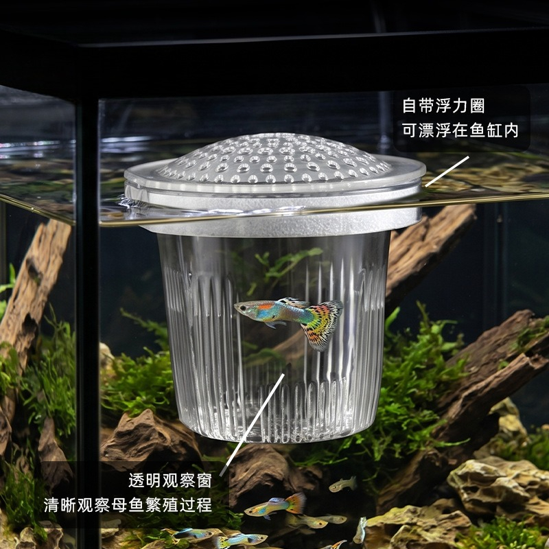 Coppa per l'Allevamento di Pes - Aquarium Fish Delivery recensione e prezzo