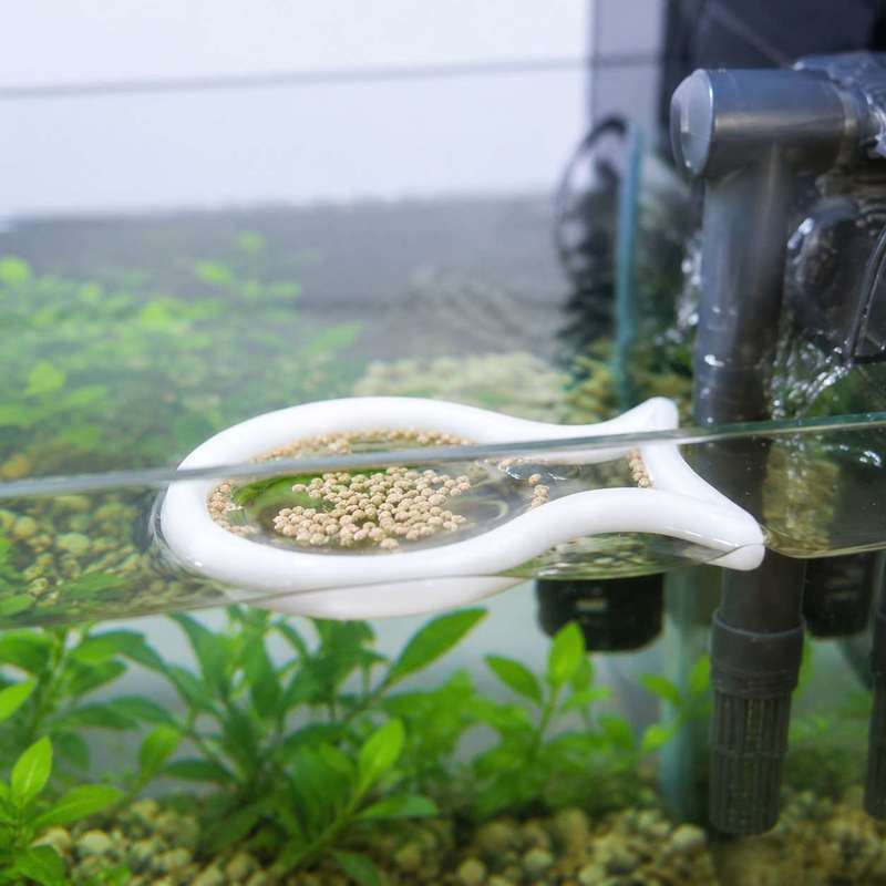 Anello Galleggiante a Forma di - Aquarium Fish Price recensione e prezzo