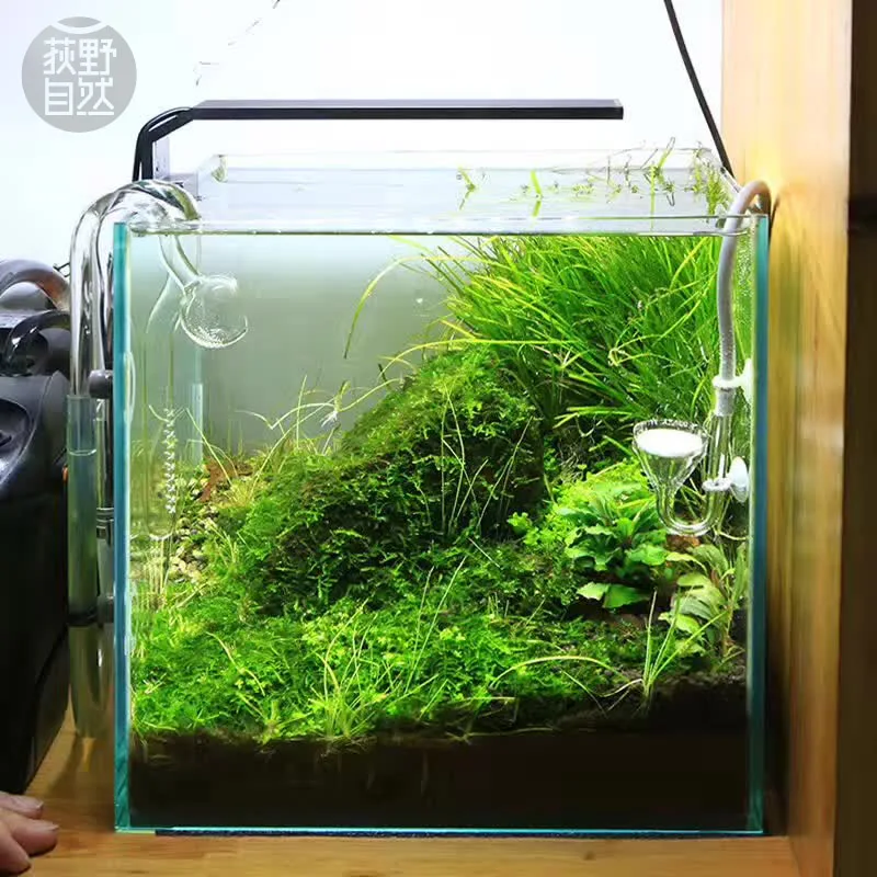 Chihiros Serie C Pianta in sti - Aquarium Fish Background recensione e prezzo