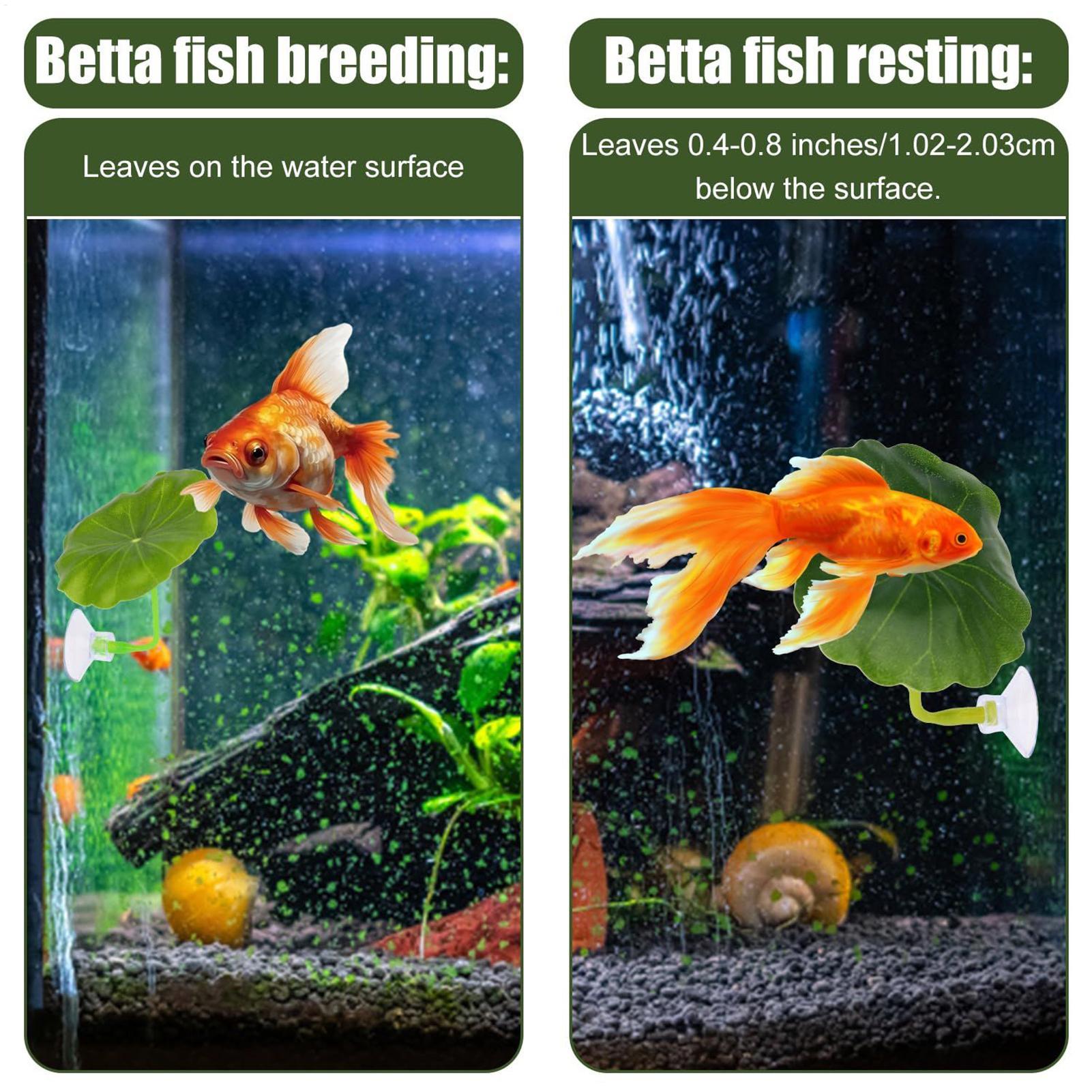 Amaca per pesci Betta 5 pezzi  - Fish Toy In Aquarium recensione e prezzo