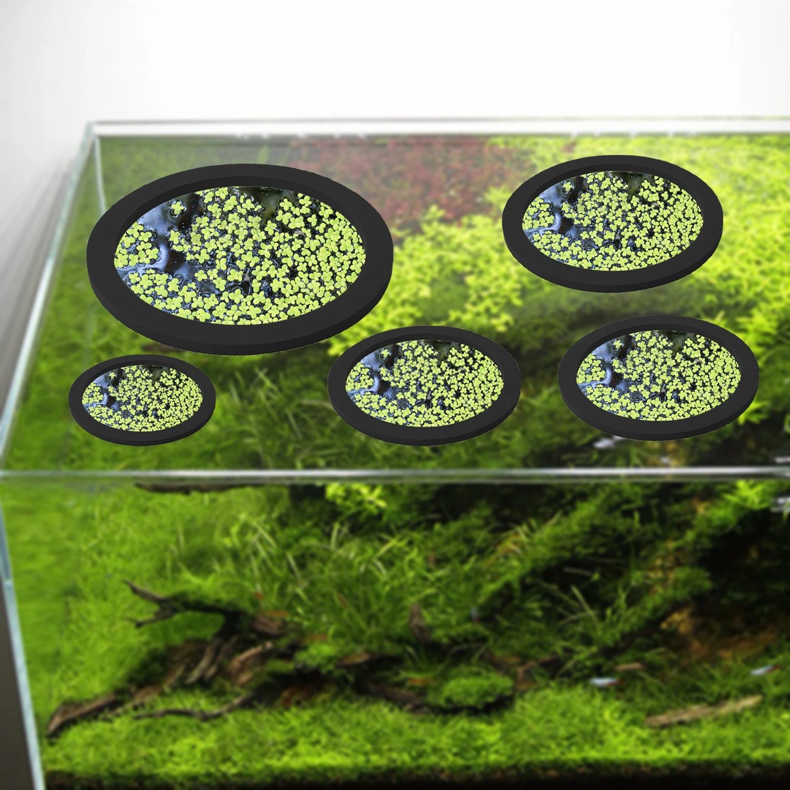 5 pz EVA Anello di Alimentazio - Aquarium Fishing recensione e prezzo