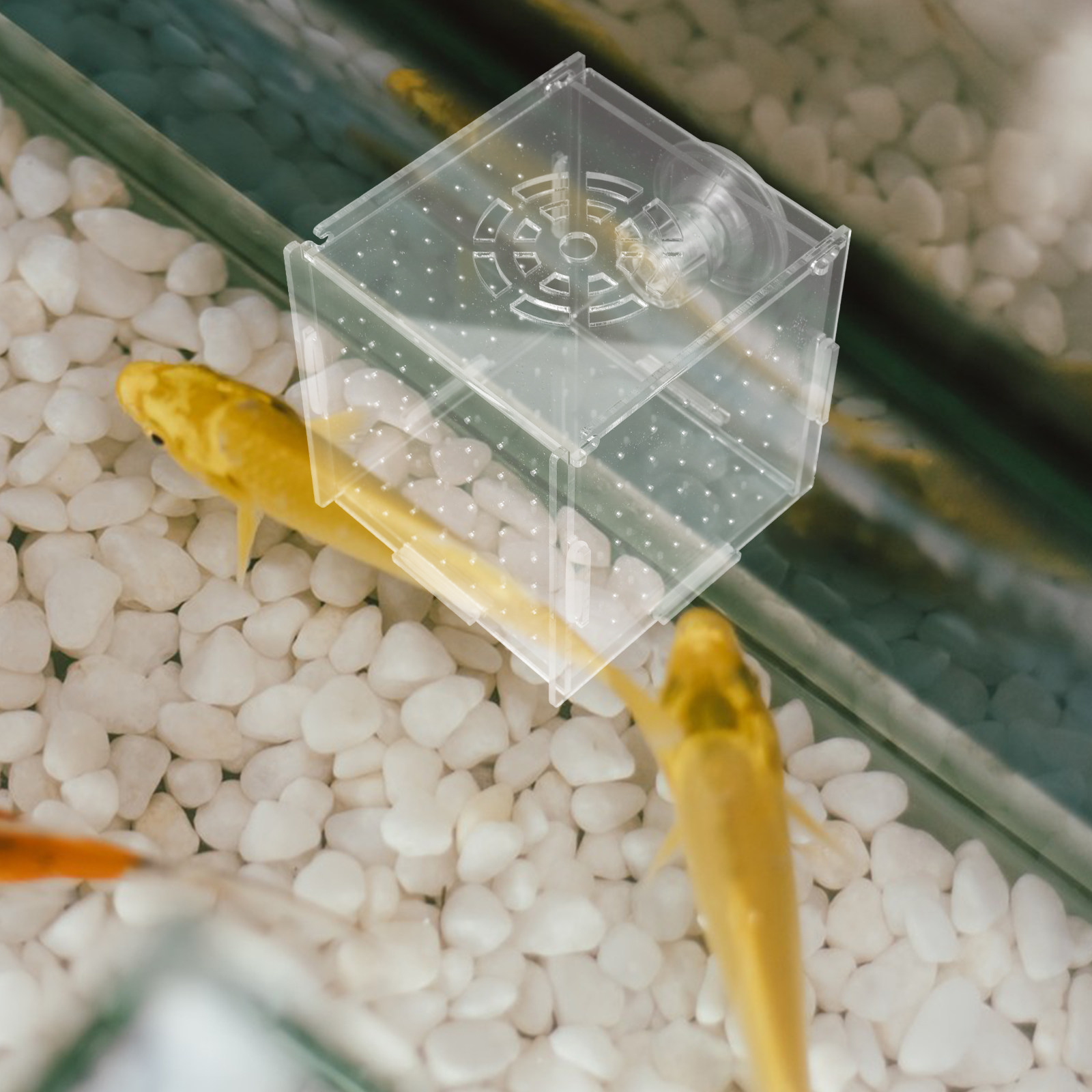 Scatola di Isolamento per l'Al - Fish Toy In Aquarium recensione e prezzo